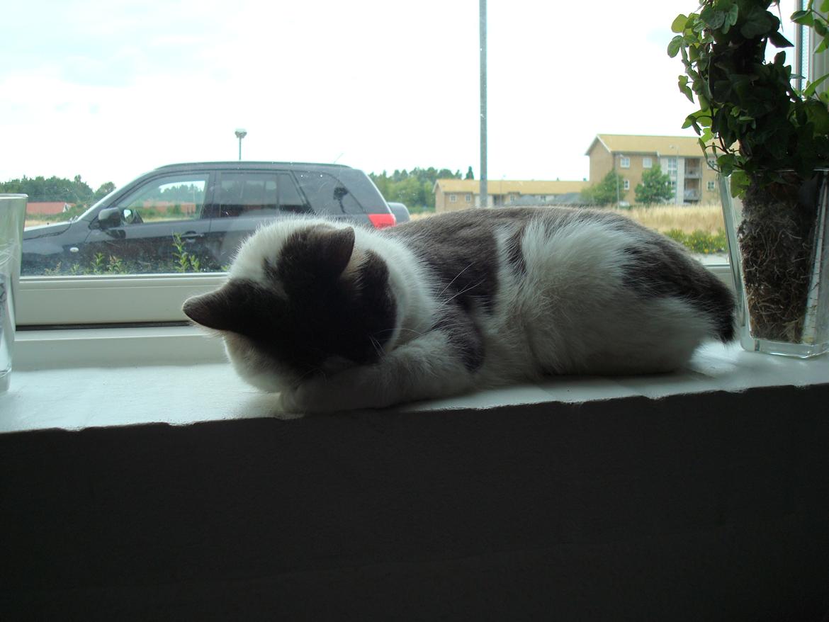 Blanding af racer Silver billede 7