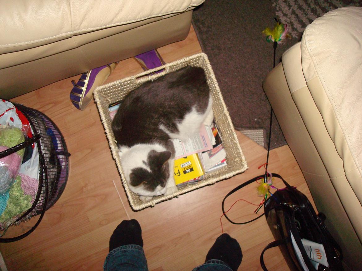 Blanding af racer Silver billede 8