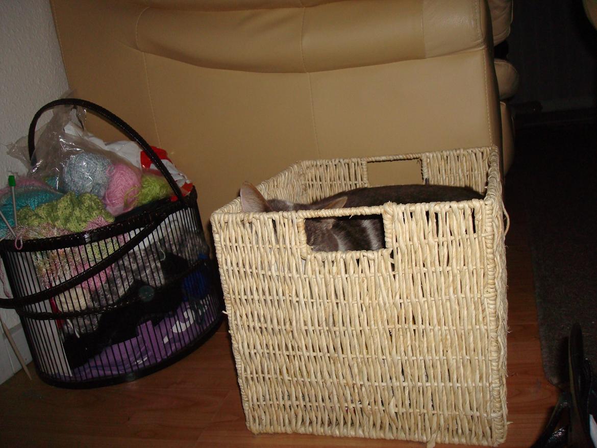 Blanding af racer Silver billede 9