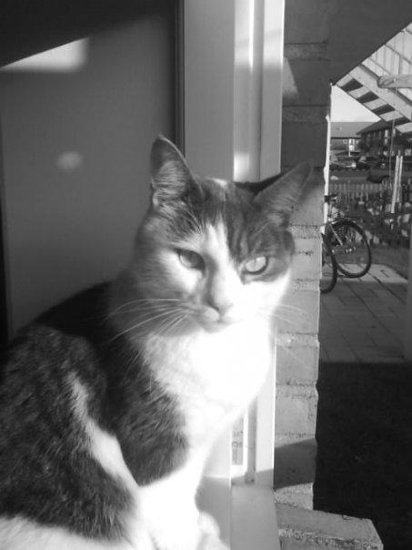 Blanding af racer Silver billede 1