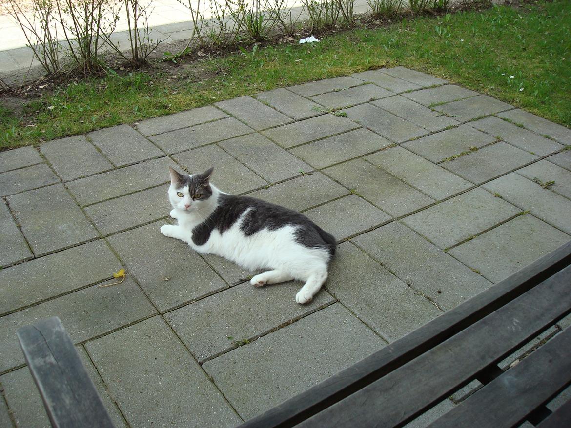 Blanding af racer Silver billede 10