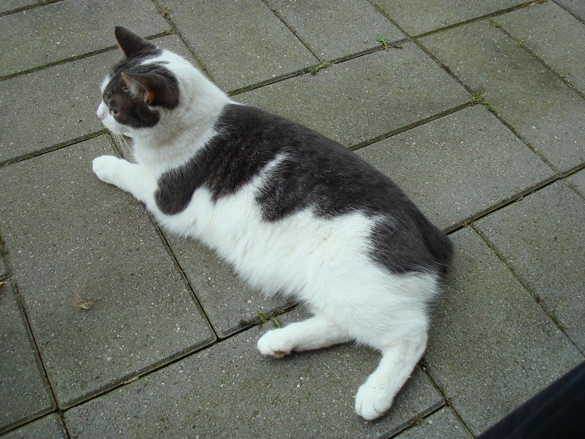 Blanding af racer Silver billede 11