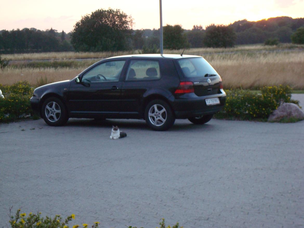 Blanding af racer Silver billede 12