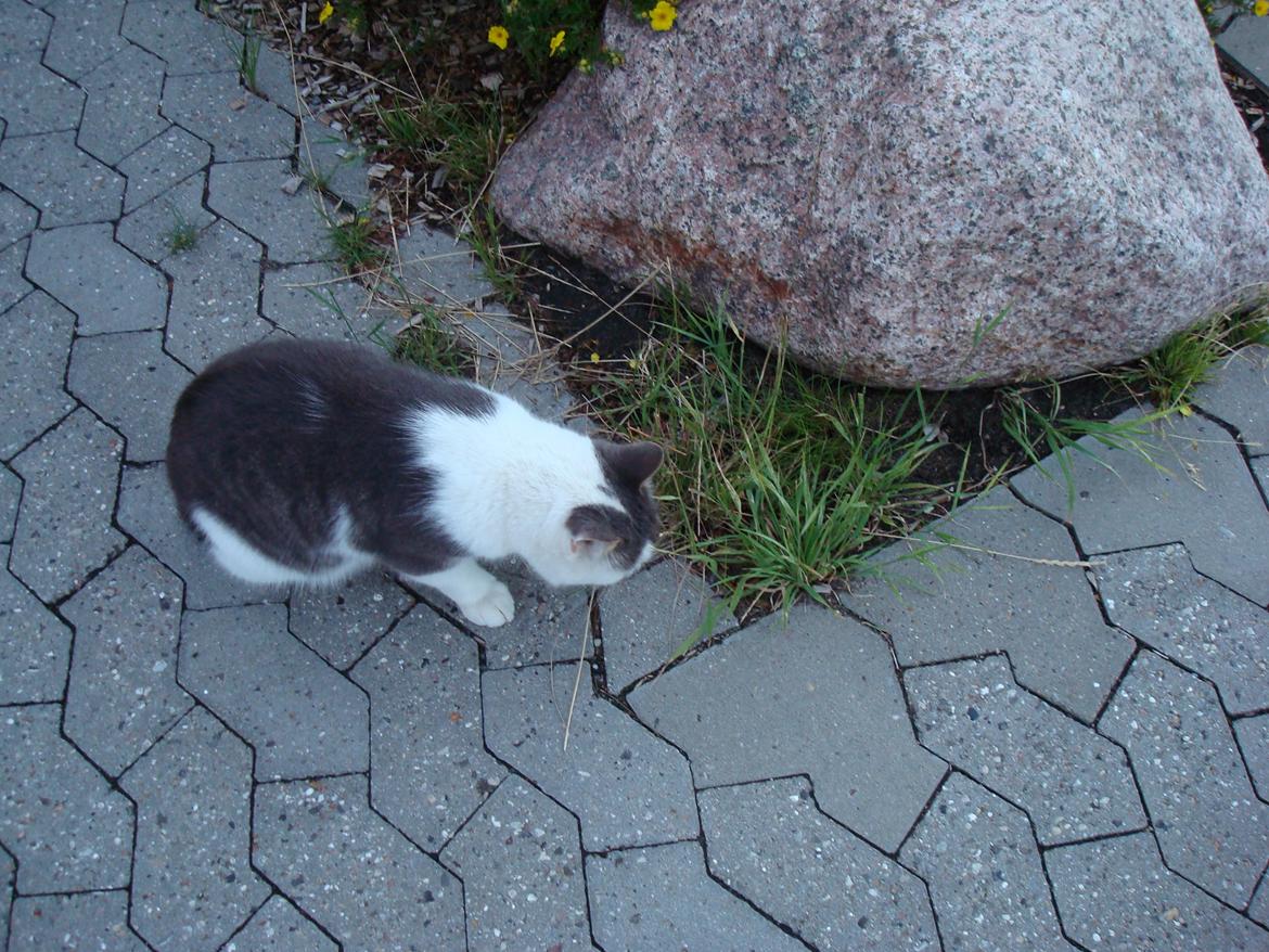 Blanding af racer Silver billede 13