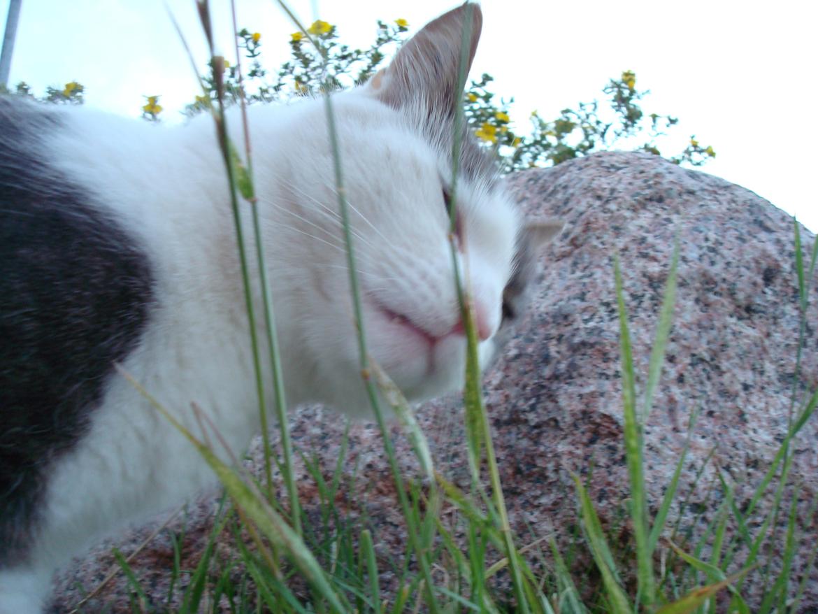 Blanding af racer Silver billede 14