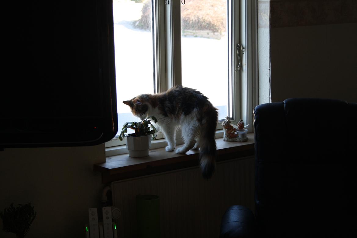 Maine Coon DK Brøderup's Adak "Aya" - Kan den spises? billede 6