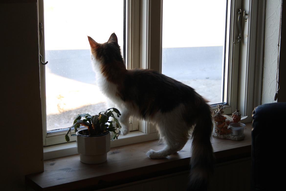 Maine Coon DK Brøderup's Adak "Aya" - Hva sker der der ude? billede 7