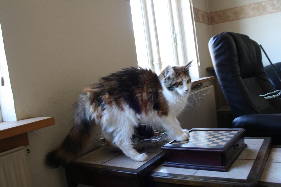 Maine Coon DK Brøderup's Adak "Aya" - Hov hva er det? billede 8