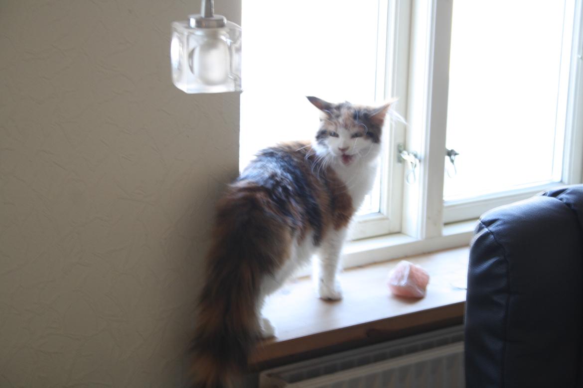 Maine Coon DK Brøderup's Adak "Aya" - Jeg kan godt se sur ud når hunden kommer for tæt på... billede 9