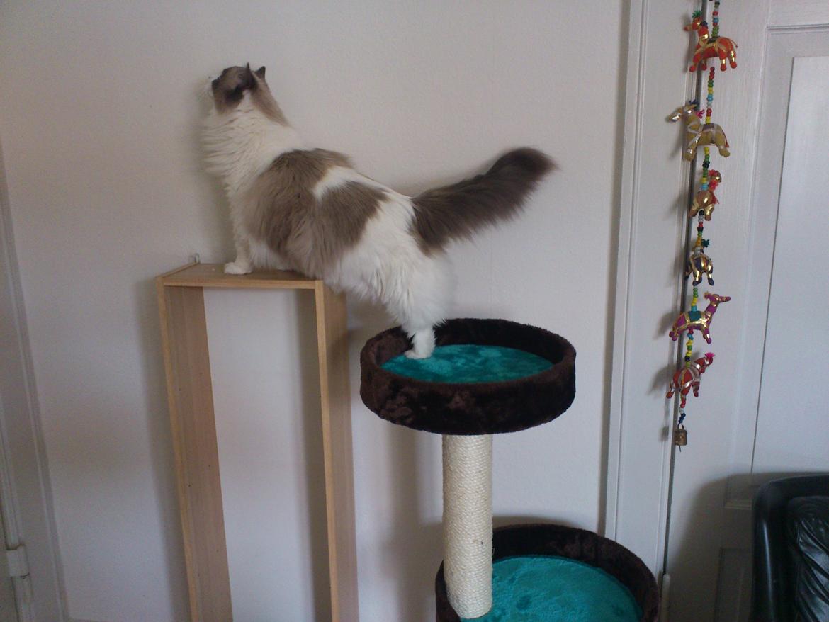 Ragdoll Lotus billede 6