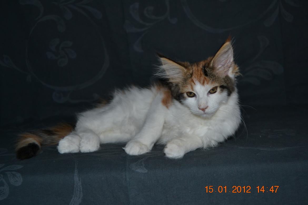 Maine Coon DK Brøderup's Adak "Aya" billede 4