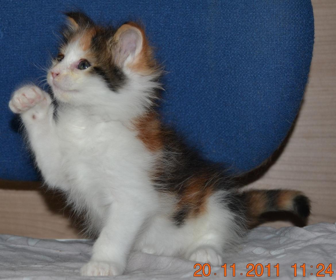 Maine Coon DK Brøderup's Adak "Aya" - Hi five billede 1