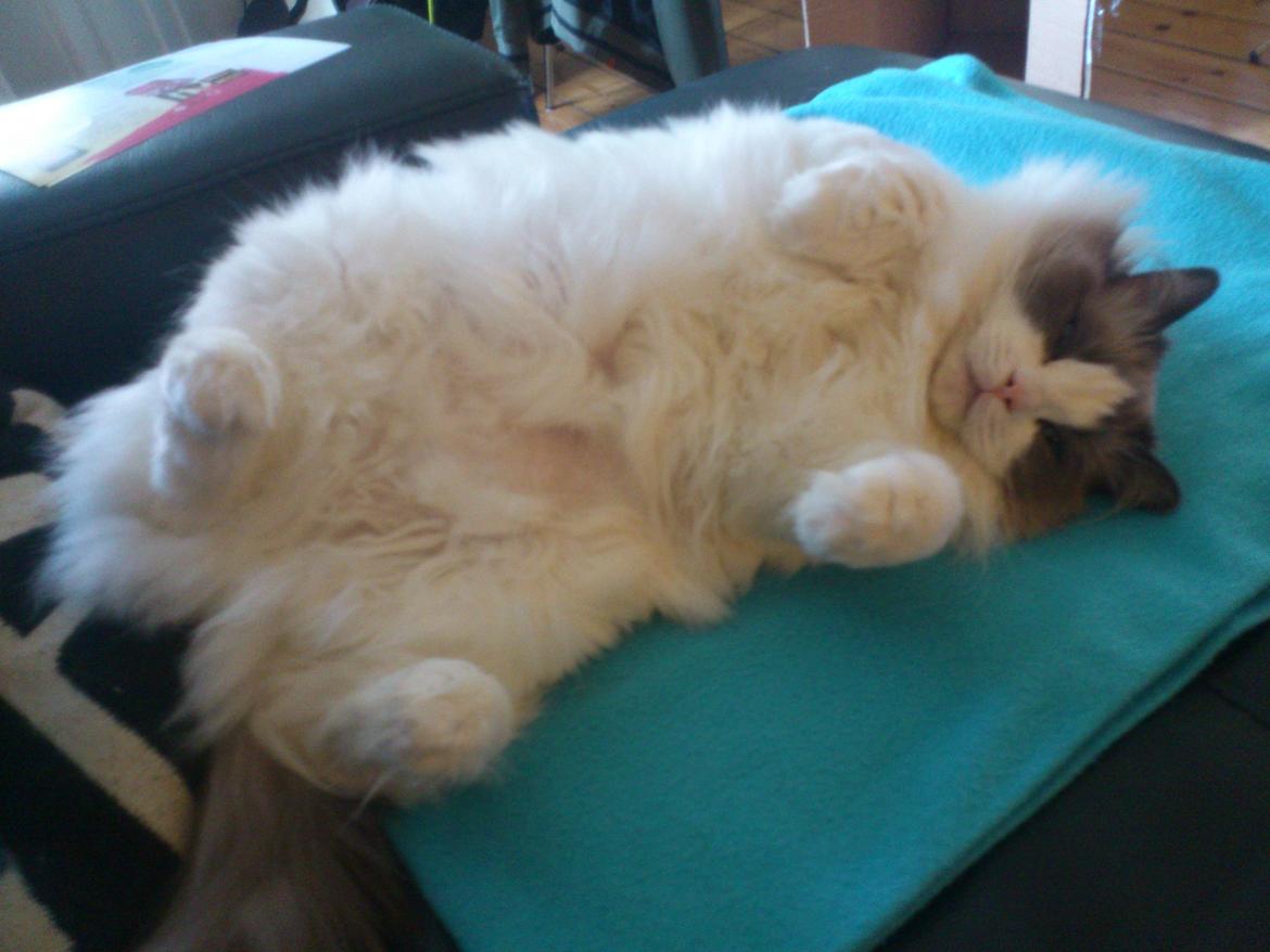 Ragdoll Lotus billede 7