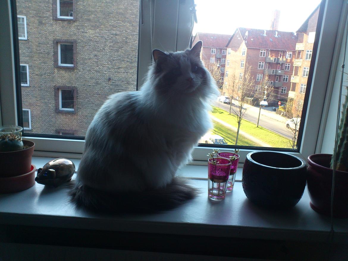 Ragdoll Lotus billede 8