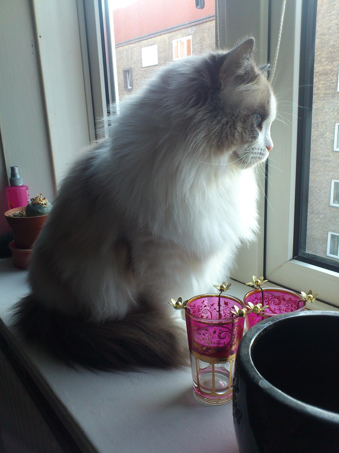 Ragdoll Lotus billede 9