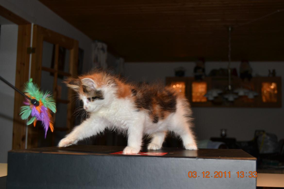 Maine Coon DK Brøderup's Adak "Aya" - elsker at lege billede 2