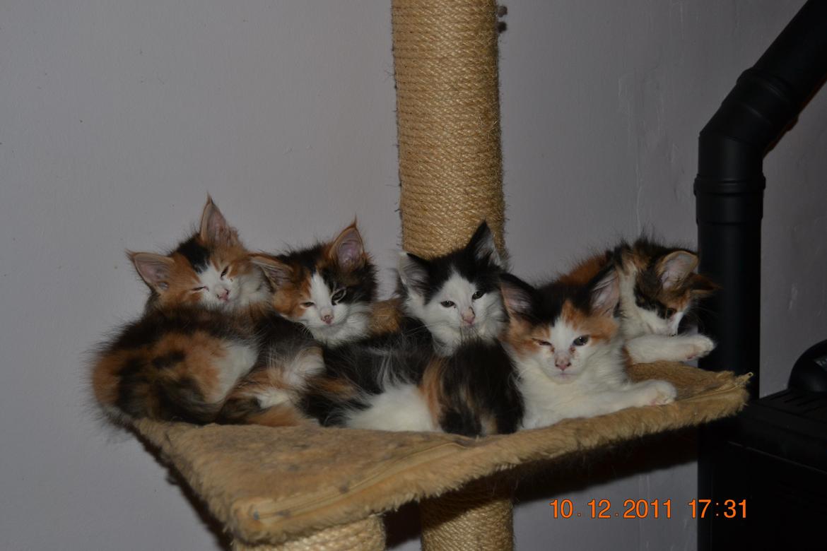 Maine Coon DK Brøderup's Adak "Aya" - Hele kuldet billede 3