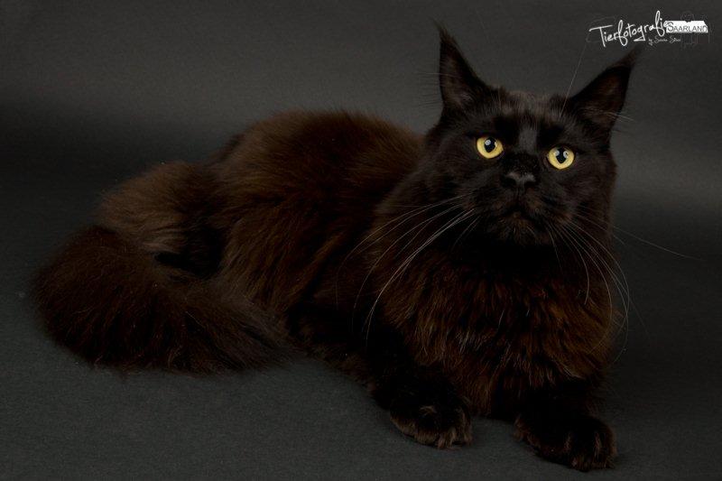 Maine Coon Red Riding Hood's I'am Batman billede 1