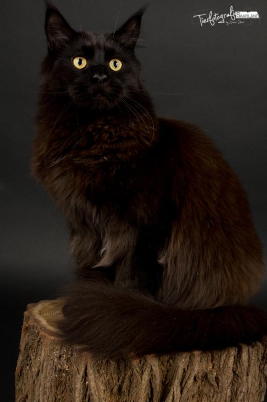 Maine Coon Red Riding Hood's I'am Batman billede 2