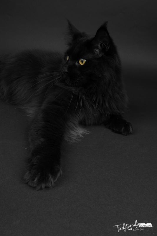 Maine Coon Red Riding Hood's I'am Batman billede 3