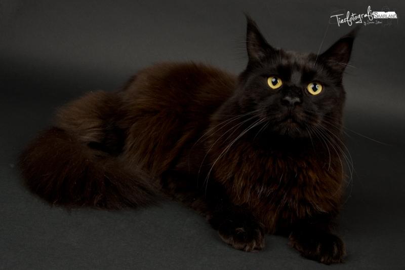 Maine Coon Red Riding Hood's I'am Batman billede 4