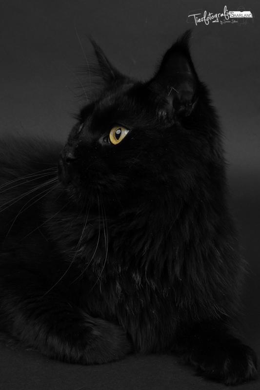 Maine Coon Red Riding Hood's I'am Batman billede 5