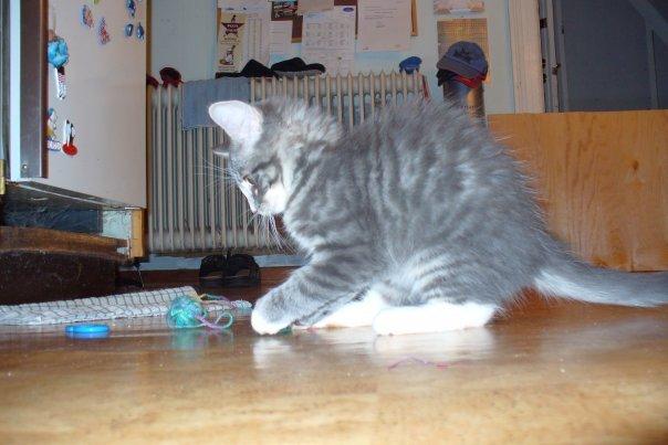 Blanding af racer Agent00knurehår - Hva´ det?? :D  billede 1