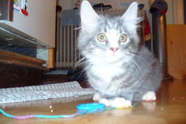 Blanding af racer Agent00knurehår - Er jeg ikk smuk?? :D  billede 2