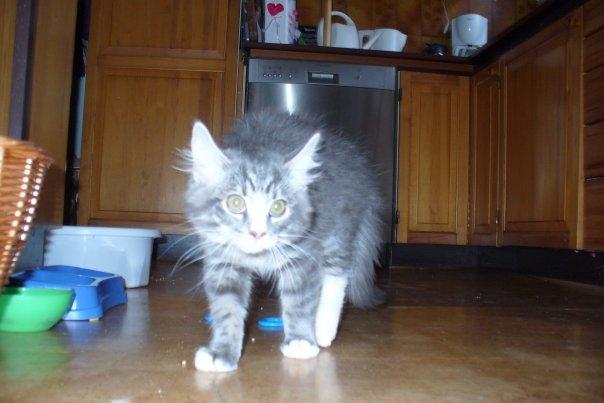 Blanding af racer Agent00knurehår - Nu tager jeg diigh! :D  billede 3