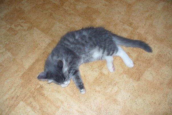 Blanding af racer Agent00knurehår - Zzzzz... nu er jeg træt :D  billede 4