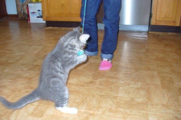 Blanding af racer Agent00knurehår - Det er min bold!? :D  billede 5