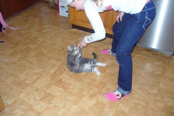 Blanding af racer Agent00knurehår - Ja!! lege tid :D  billede 6