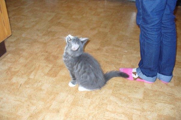 Blanding af racer Agent00knurehår - Hva laver du? :D  billede 7