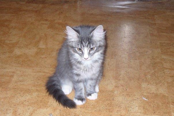 Blanding af racer Agent00knurehår - Elsker diigh smukke :D  billede 8