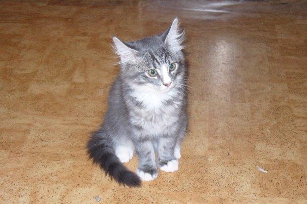 Blanding af racer Agent00knurehår - Knurre 4-altid :D 
 billede 9