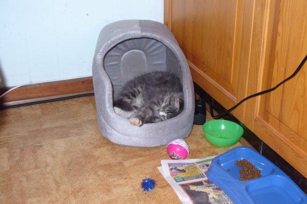 Blanding af racer Agent00knurehår - Nu vil jeg sove :D  billede 10