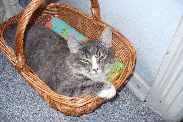 Blanding af racer Agent00knurehår billede 11