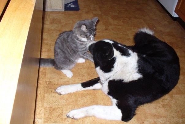 Blanding af racer Agent00knurehår - Knurre og Nooki :D  billede 12