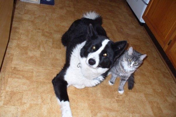 Blanding af racer Agent00knurehår billede 14