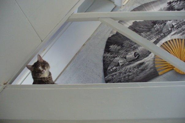 Blanding af racer Agent00knurehår - Tit Tit i kan ikk se miigh :D  billede 15