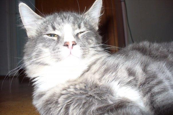 Blanding af racer Agent00knurehår billede 17