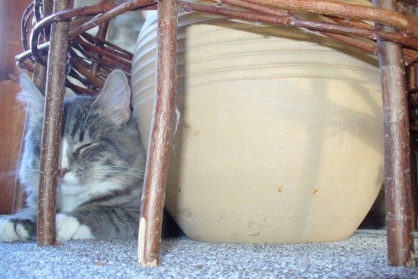 Blanding af racer Agent00knurehår billede 18