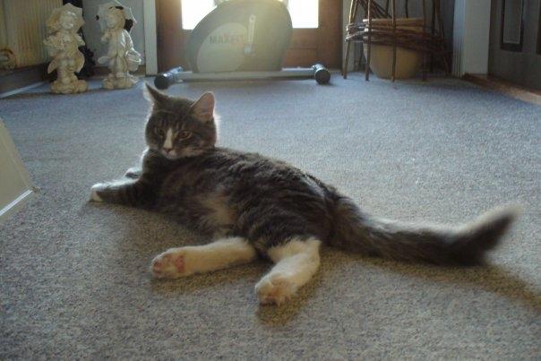 Blanding af racer Agent00knurehår billede 19