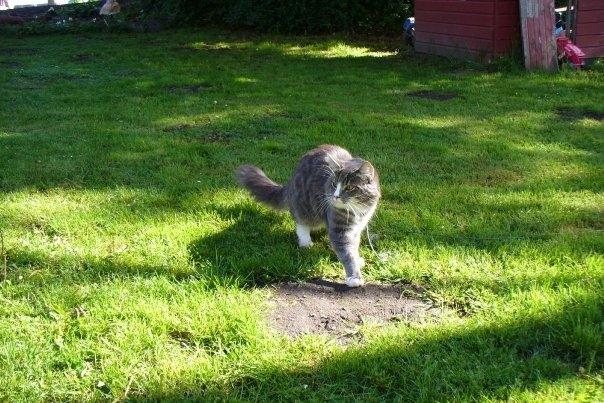 Blanding af racer Agent00knurehår - Knurre udenfor for første gang :D  billede 20