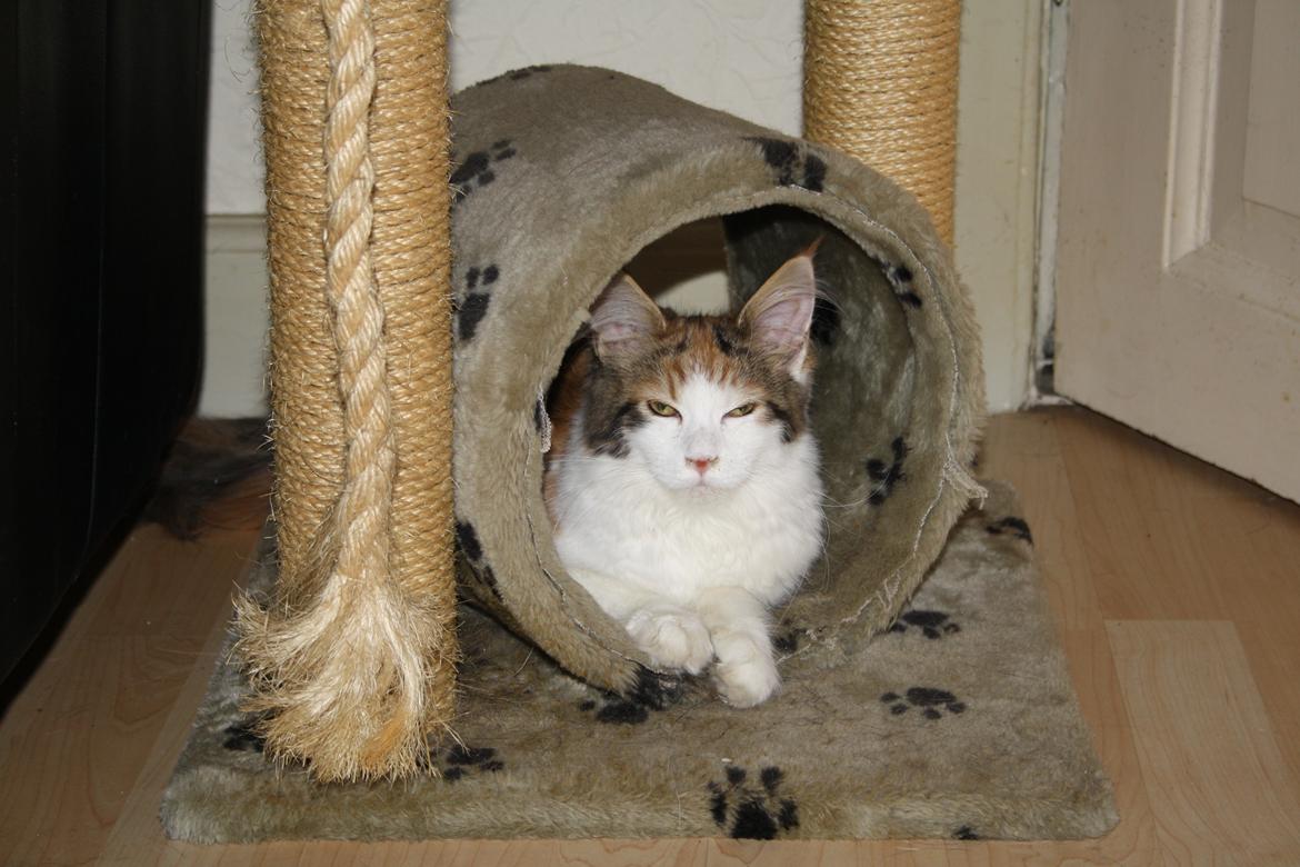 Maine Coon DK Brøderup's Adak "Aya" - Ligger lige og troner den billede 5