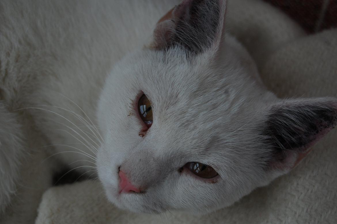 Blanding af racer Hittemitte billede 1