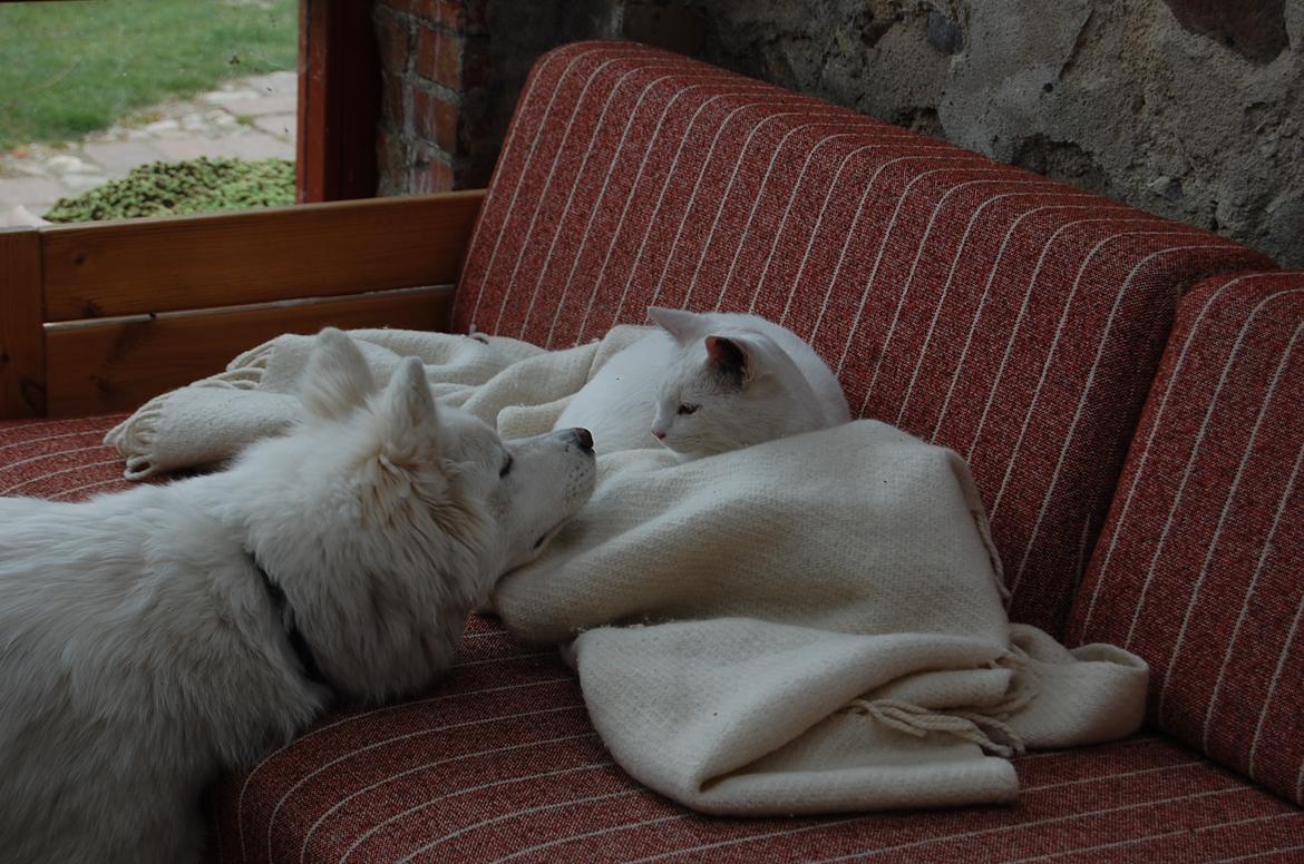 Blanding af racer Hittemitte - Hittemitte og vores hund Shiva billede 2