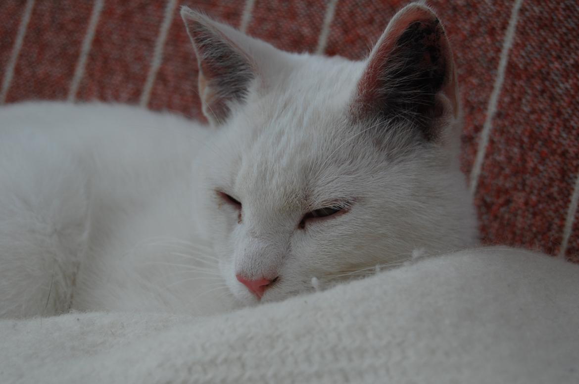 Blanding af racer Hittemitte billede 3