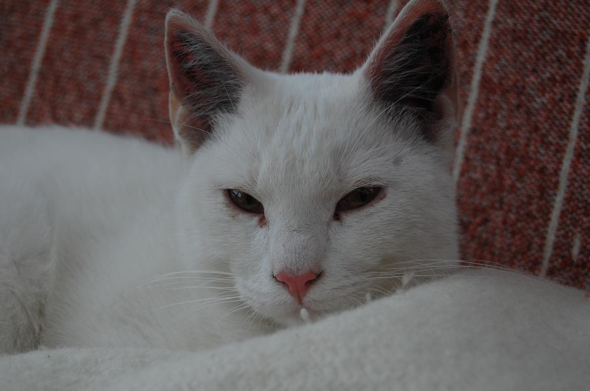 Blanding af racer Hittemitte billede 4