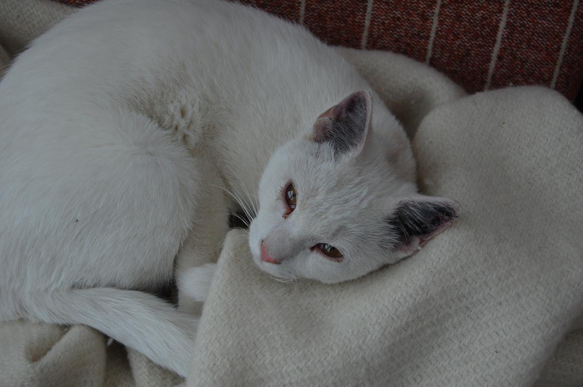 Blanding af racer Hittemitte billede 5